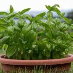 A close up of a plant in a pot